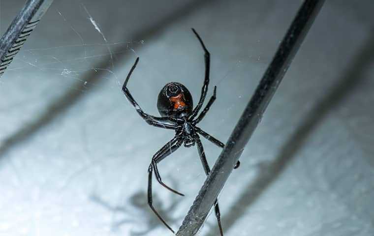 a black widow spider on its web in san diego