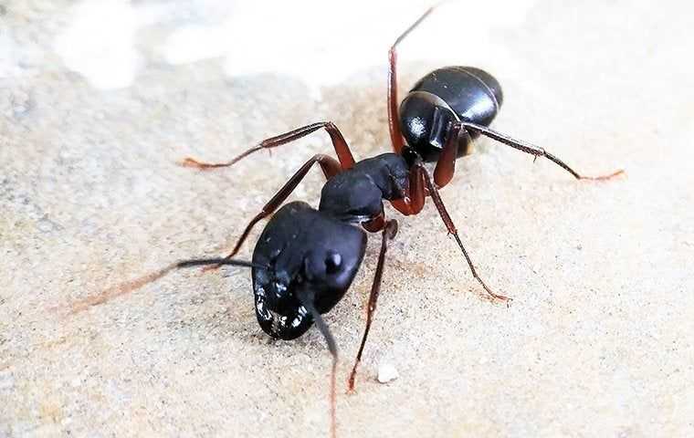 a carpenter ant in a basement