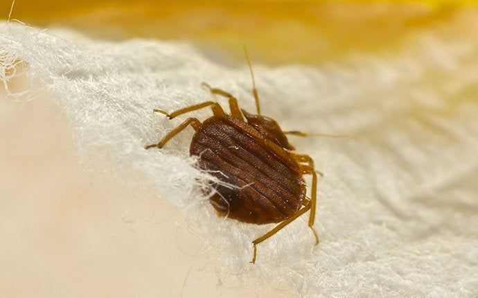 a bed bug up close on a mattress