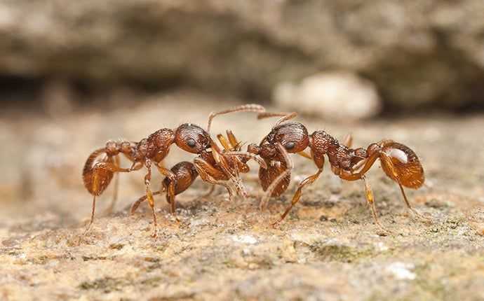 fire ants in sacramento