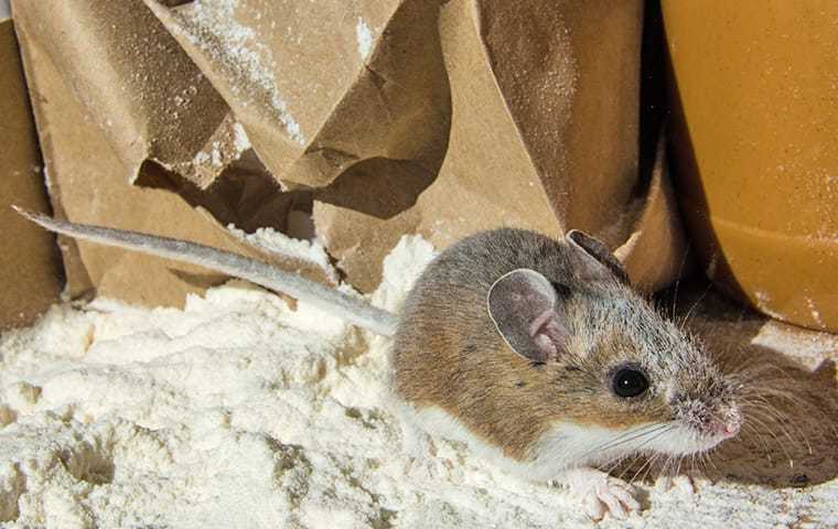 a mouse getting into flour in a pantry