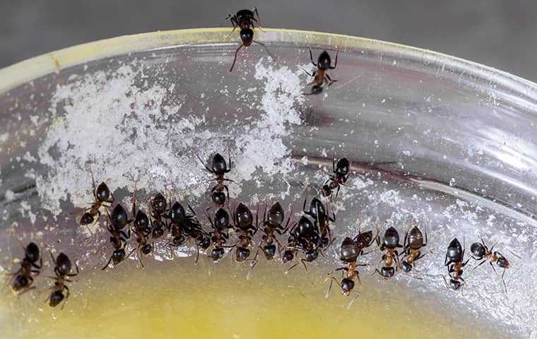 many ants crawling in a bowl