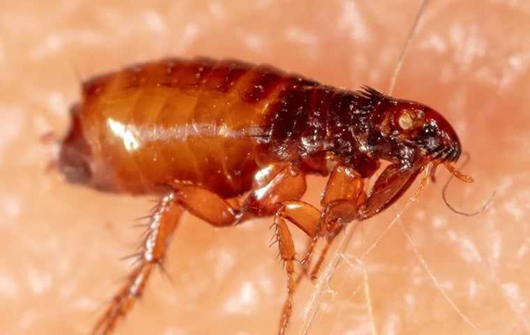 a flea on a persons leg