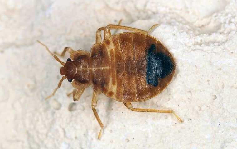 bed bug on the ground