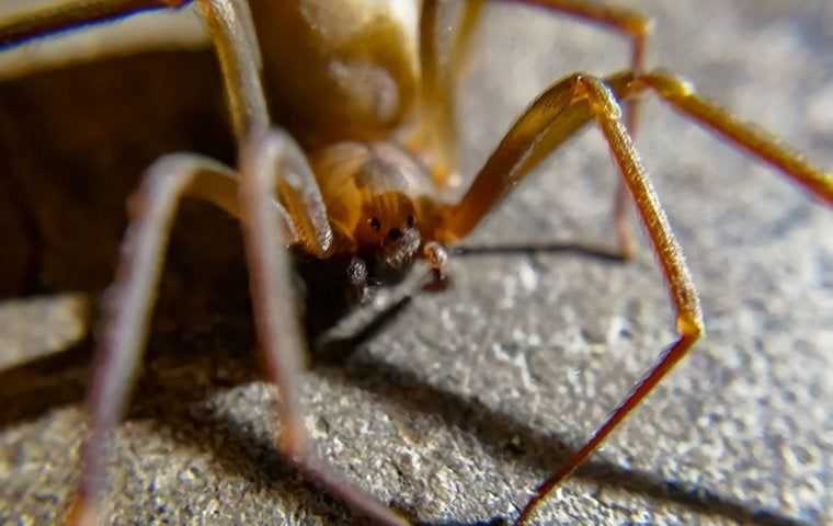 close up view of a brown recluse spider in a basement