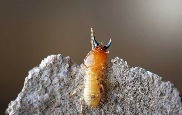 close up of a termite on an orange county property