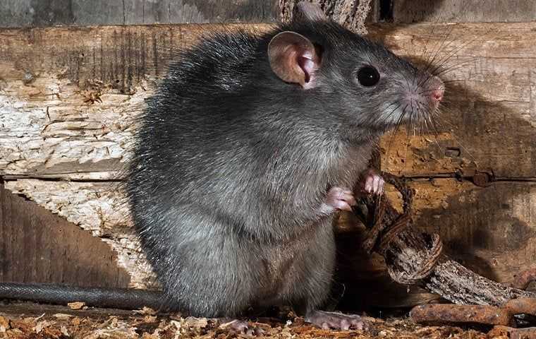 a rat in a shed