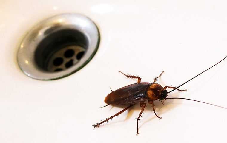 a cockroach in a sink in los angeles county