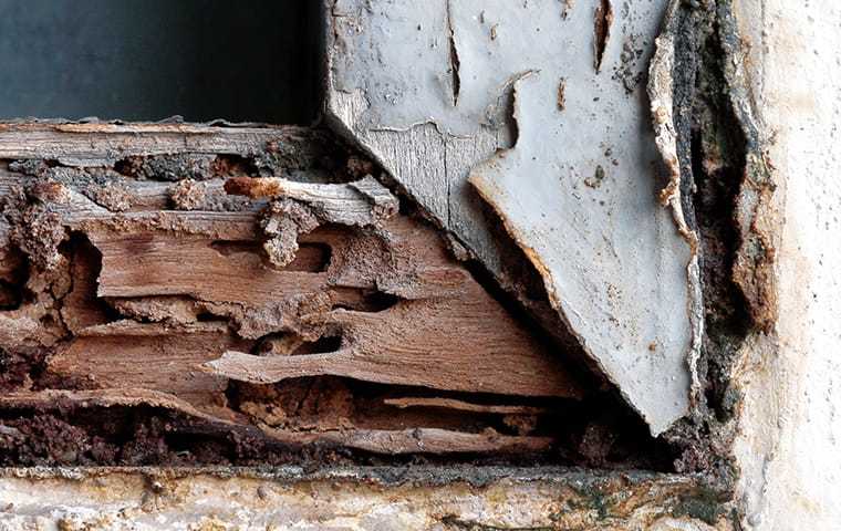 a termite damaged window frame
