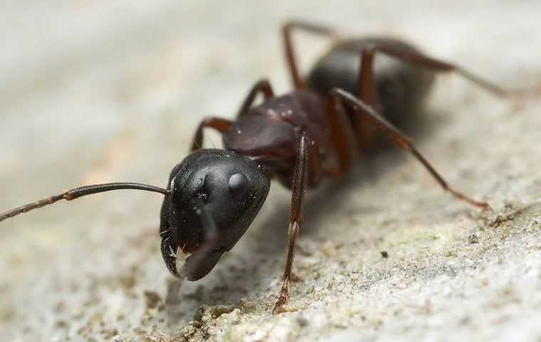 carpenter ant crawling on sawdust