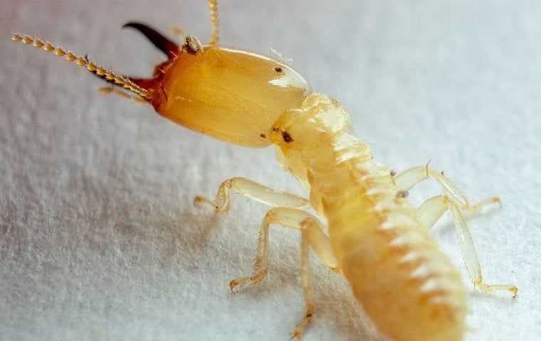 termite crawling in spring