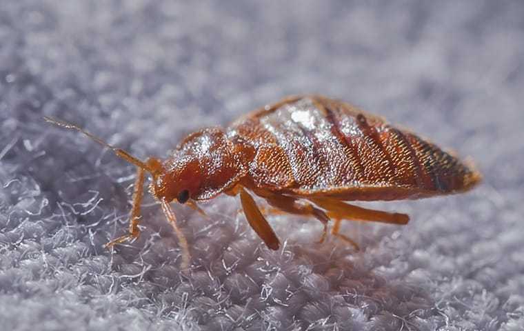 a bed bug crawling on a bed in orange county