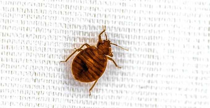a bed bug on top of a linen sheet