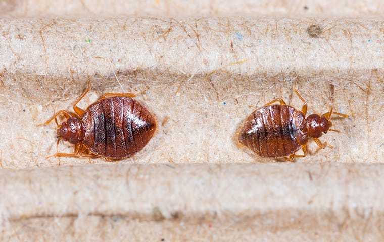 two bed bugs crawling on a mattress in orange county