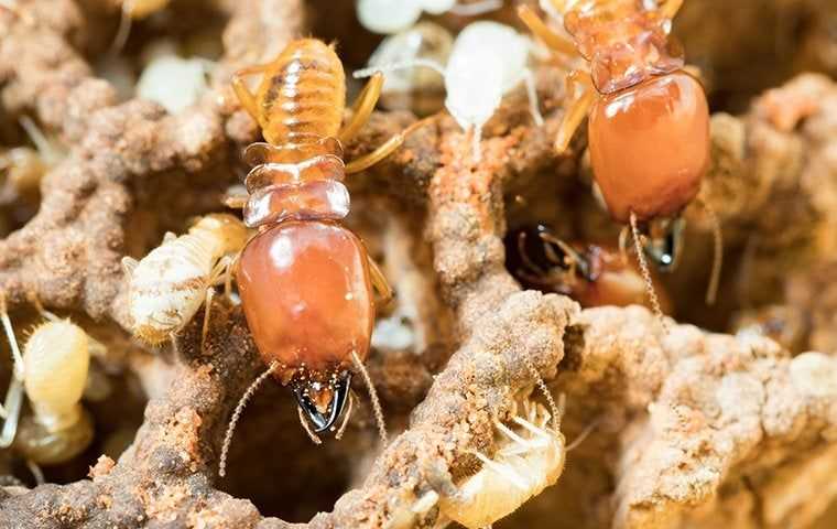 termites crawling on damaged wood in san diego county