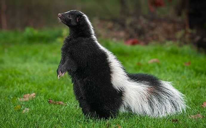 skunk in a backyard