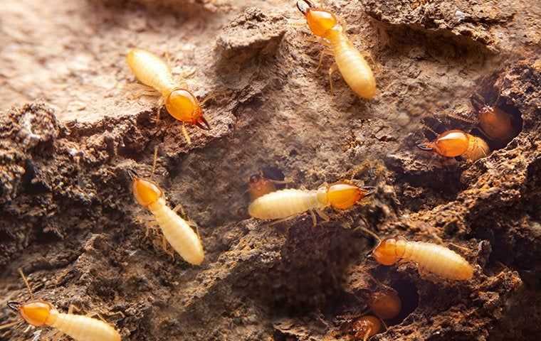 termites in wooden walls
