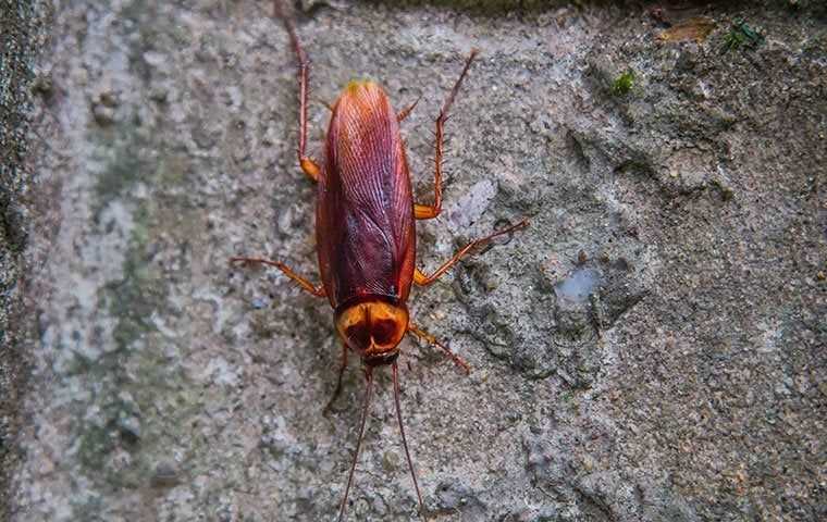 cockroach on foundation of a home