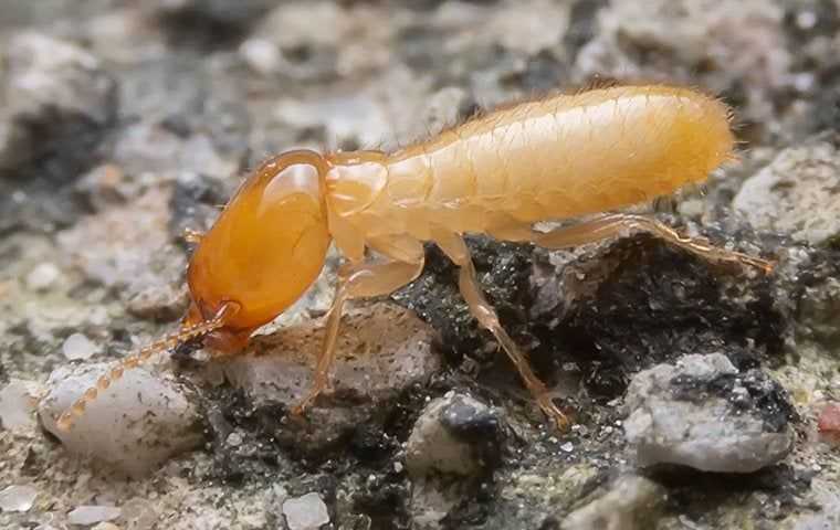 termite up close on ground