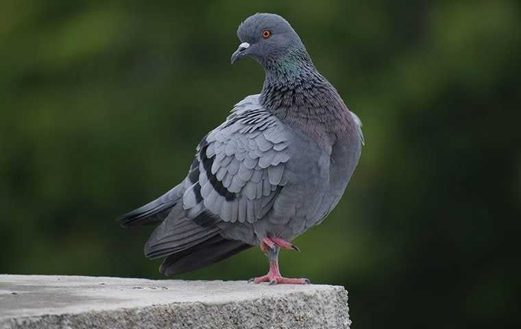 a pigeon standing on a block of cement