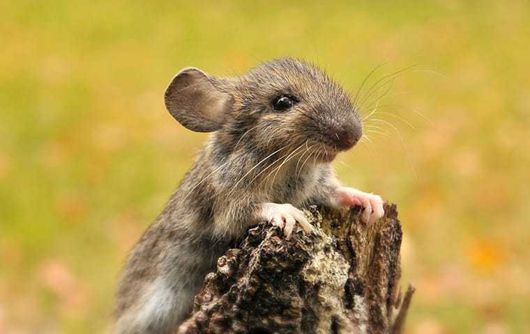 mouse on a tree stump