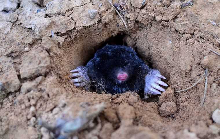 mole in hole in ground