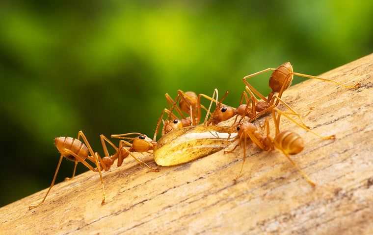 fire ants drinking water on wood