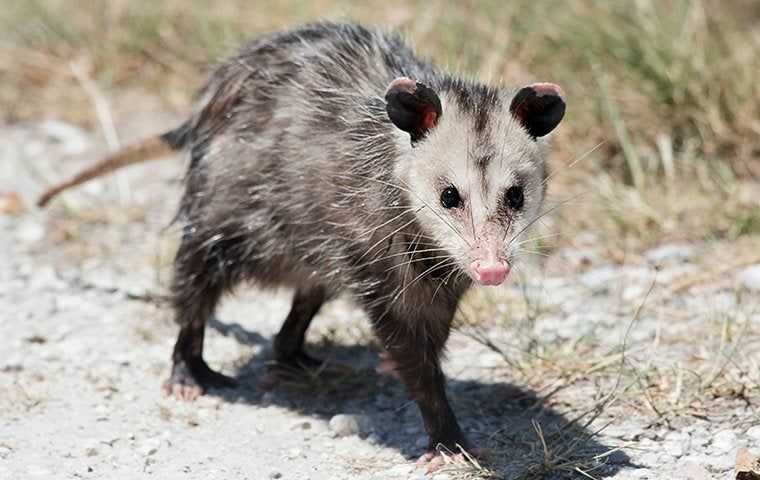 an opossum in a yard