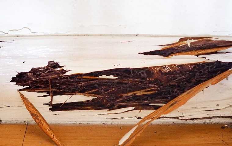 damaged wood in a home