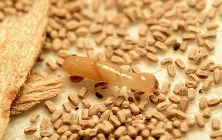 a drywood termite crawling among frass