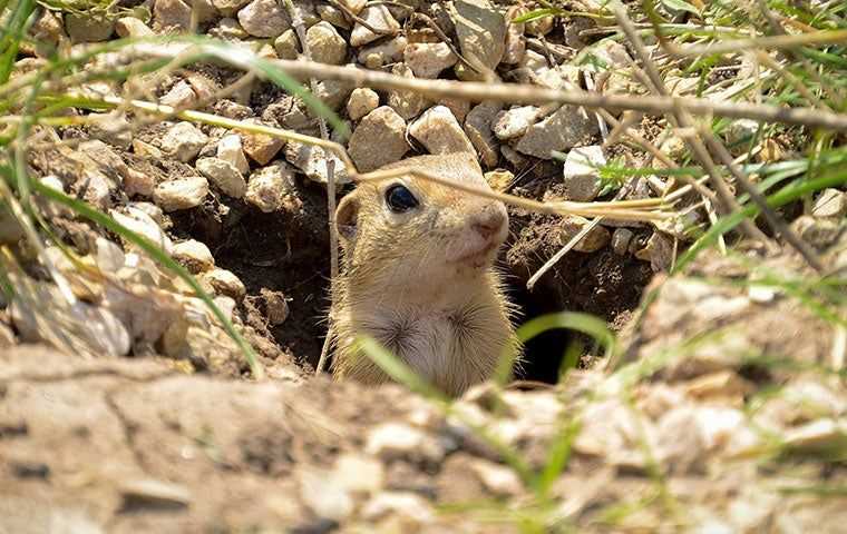 gopher peaking out of a hole