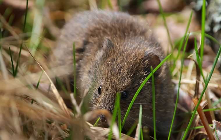 vole looking for food in the grass