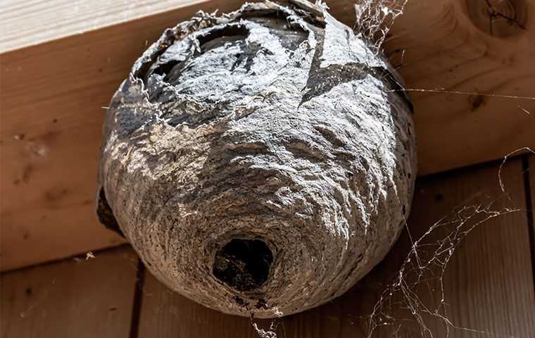 a wasp nest on a home