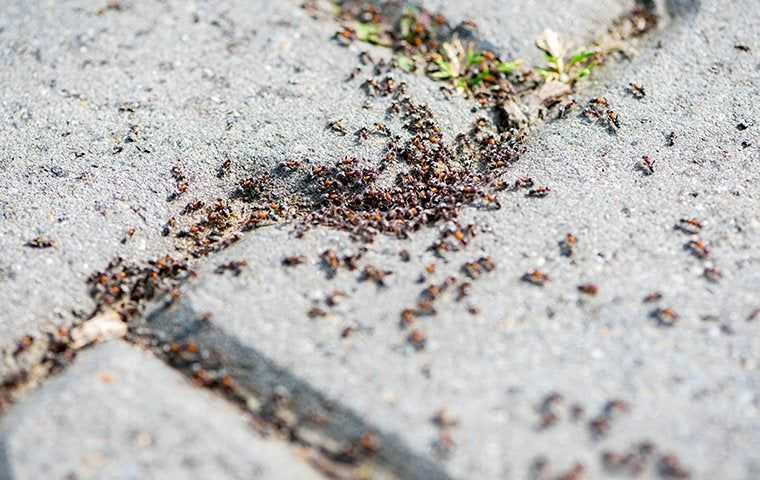 ants on a sidewalk