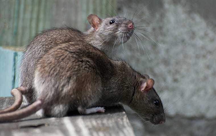 two norway rats