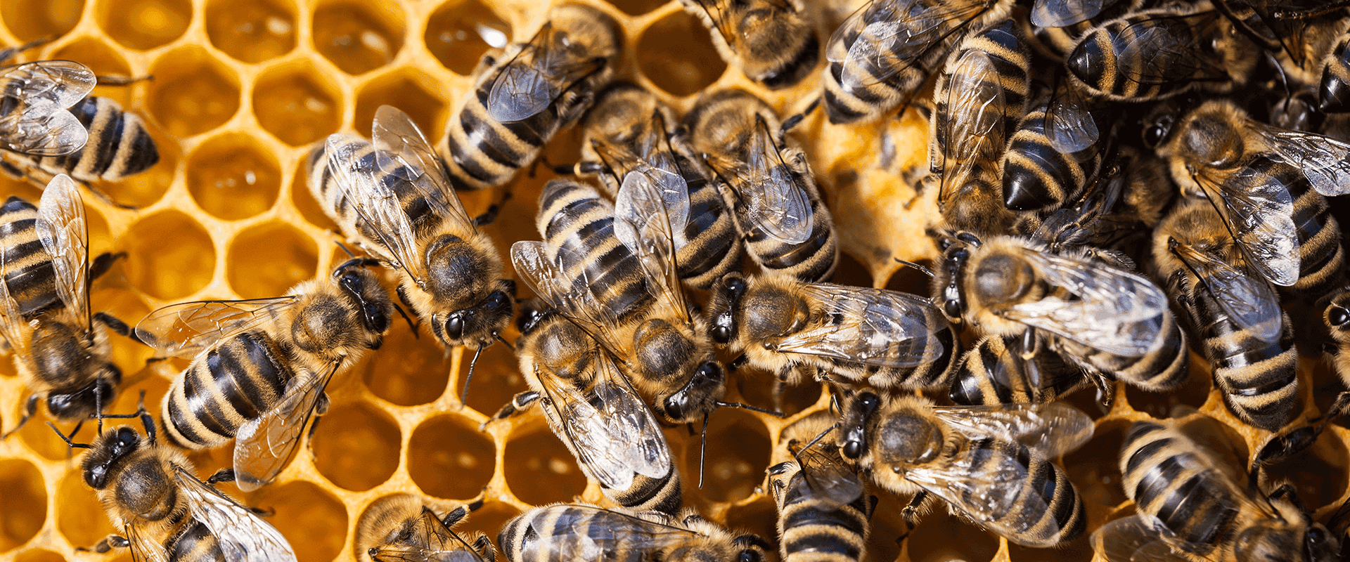 bees on nest