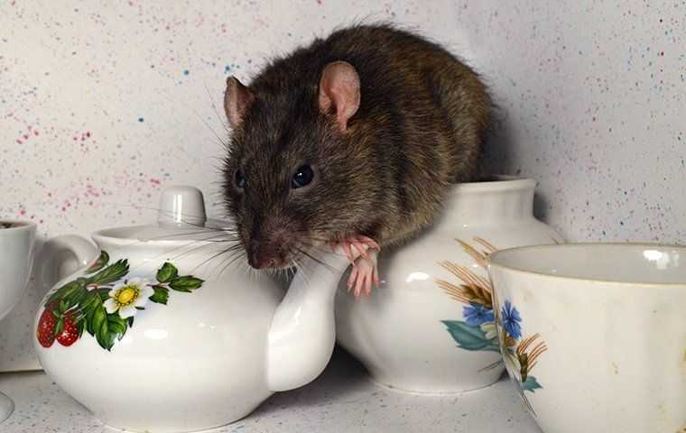 rat coming out of a tea cup