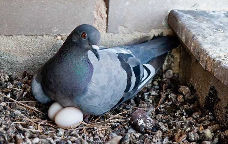 pigeon on a nest with two eggs