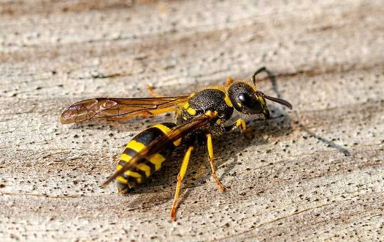 wasp landing on table