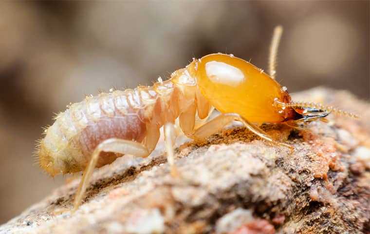 up close image of a termite on wood