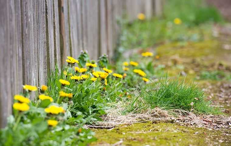 dandelion weeds growing along a fence