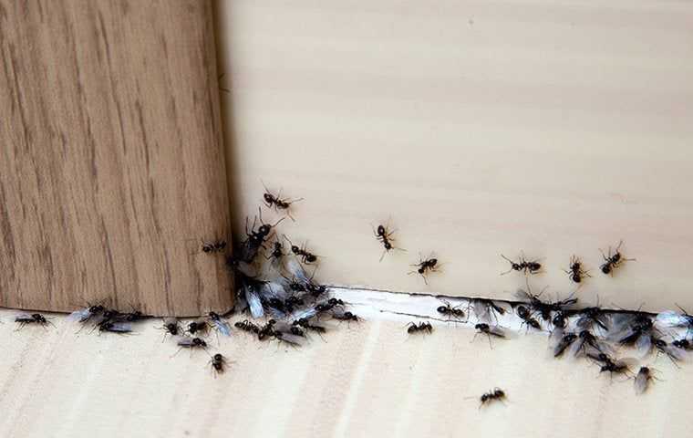an ant infestation in a home