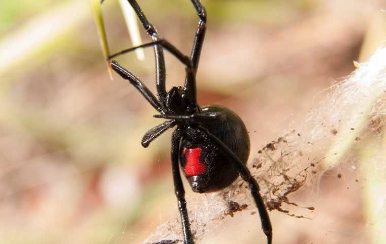 a black widow spider in san diego county