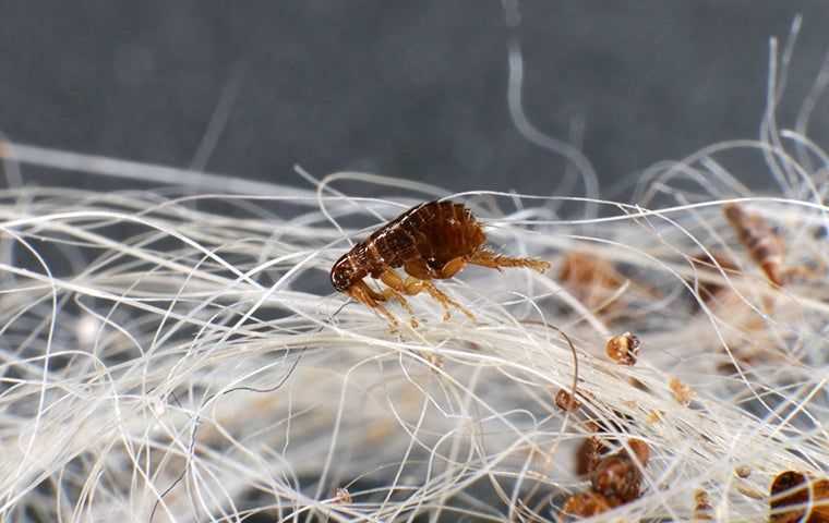 fleas on white dog hair