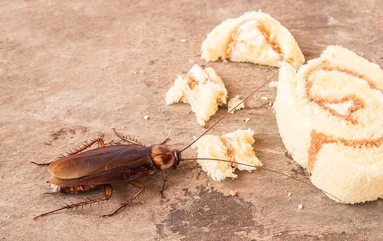 a cockroach eating food in a los angeles home