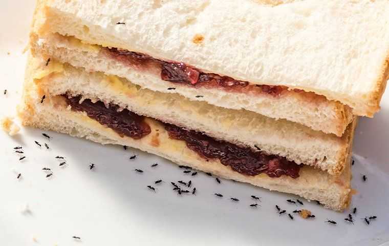ants crawling on a sandwich