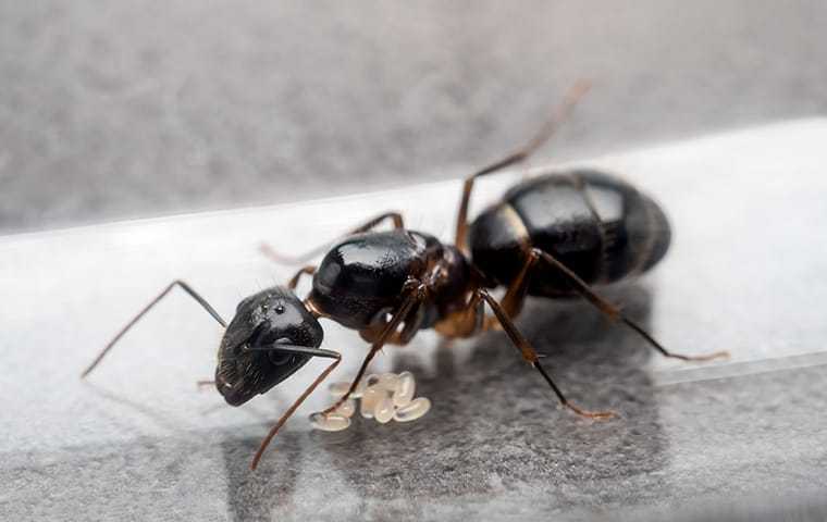 carpenter ant on the counter