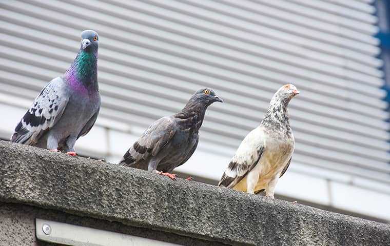 three pigeons on a los angeles commercial property