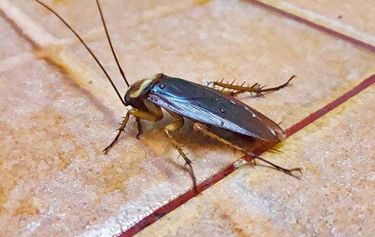 a cockroach on a kitchen floor in a sacramento home