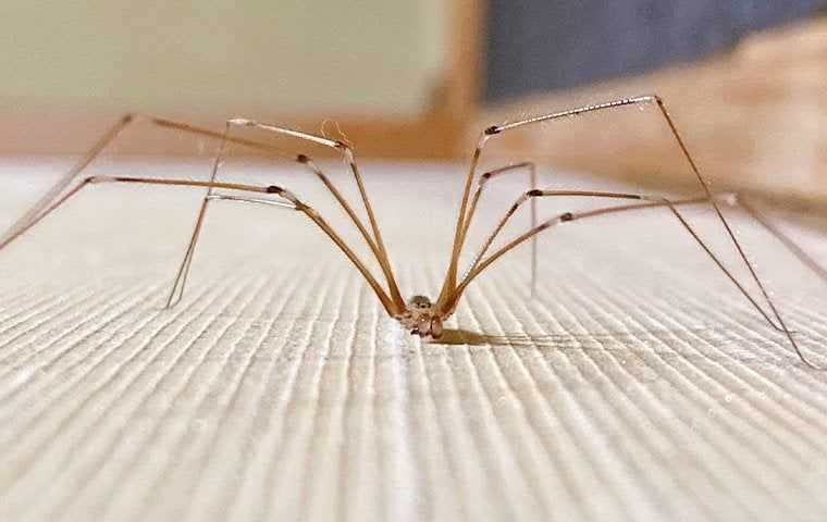 a cellar spider in a living room